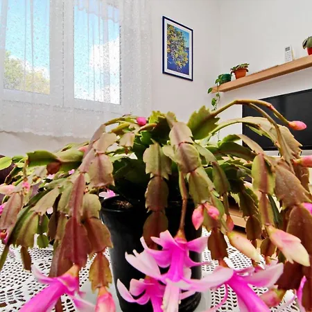 Nodilo Appartement *